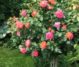 Trandafir copacel  Gebruder Grimm  Rna